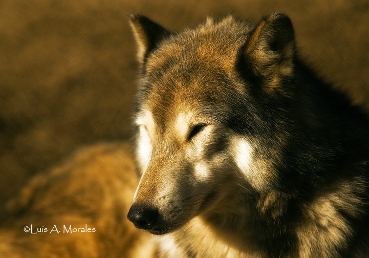 pawolfsanctuary0083 - ID: 9611686 © Luis A. Morales