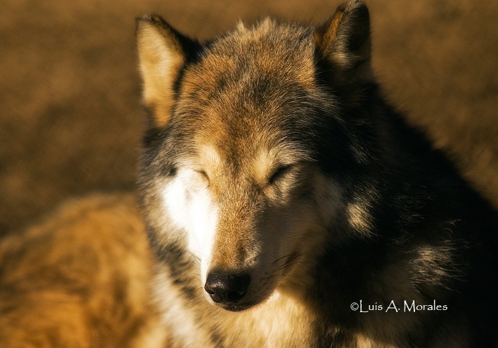 pawolfsanctuary0084 - ID: 9611687 © Luis A. Morales