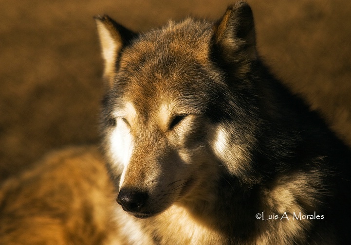 pawolfsanctuary0085 - ID: 9611688 © Luis A. Morales