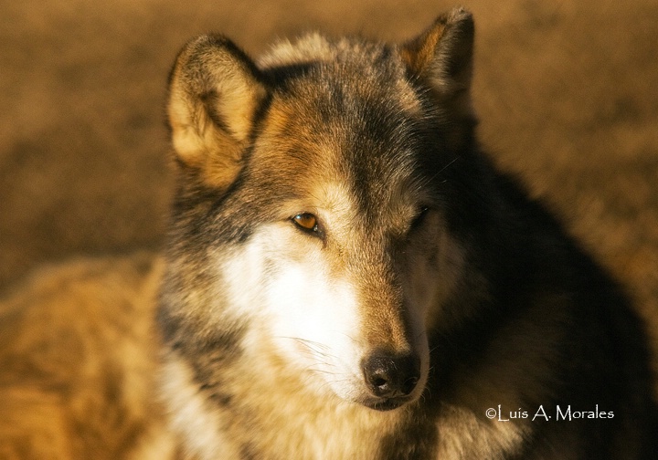 pawolfsanctuary0087 - ID: 9611689 © Luis A. Morales