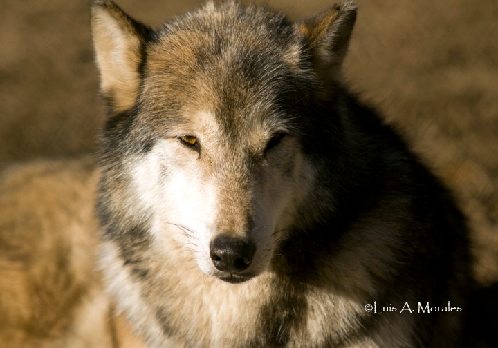 pawolfsanctuary0091 - ID: 9611691 © Luis A. Morales
