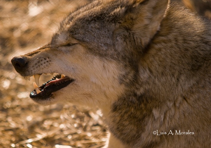 pawolfsanctuary0104 - ID: 9611692 © Luis A. Morales