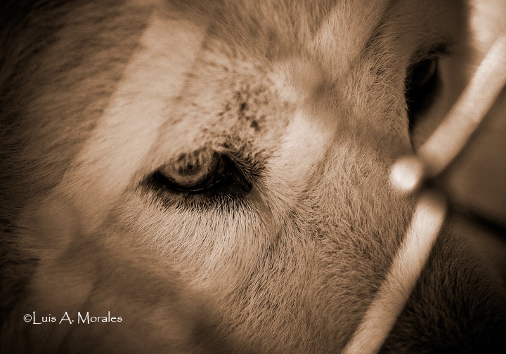pawolfsanctuary0109 - ID: 9611694 © Luis A. Morales