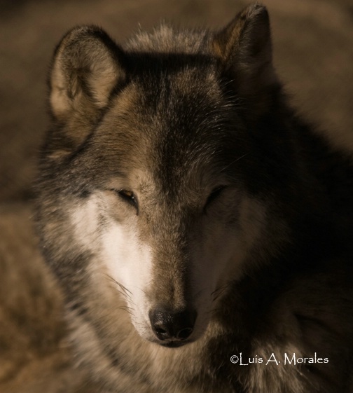 portrait - ID: 9611695 © Luis A. Morales