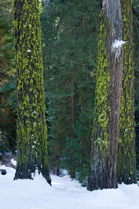 Lichen on Trees #2