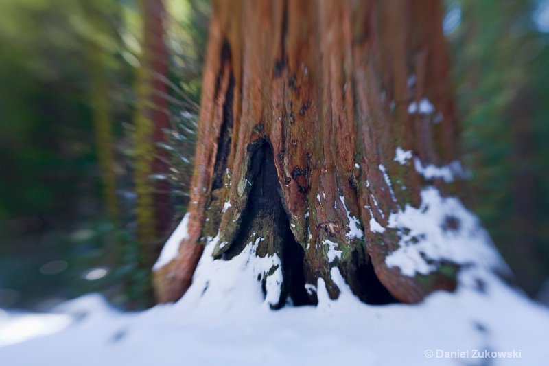 Fire and Snow, Giant Sequoia #1