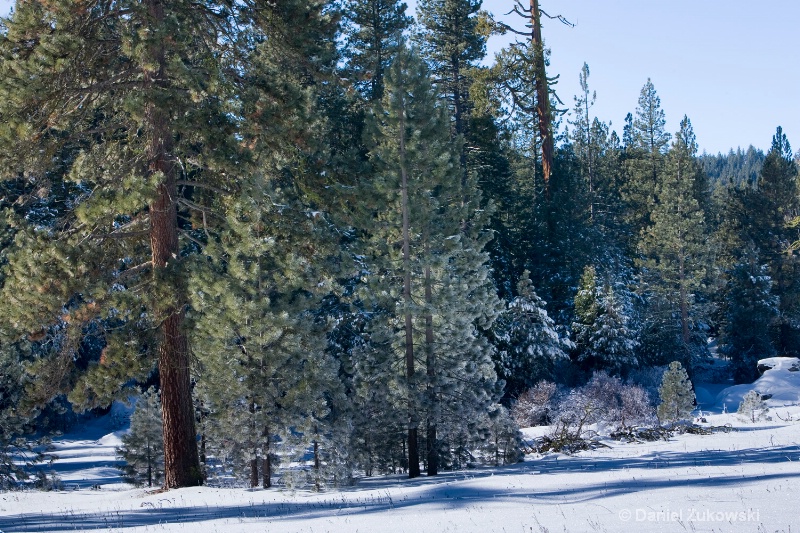Snowy Meadow, Sequoia National Forest #2