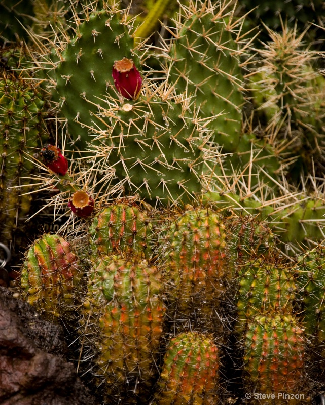 Christmas cactus - ID: 9614735 © Steve Pinzon