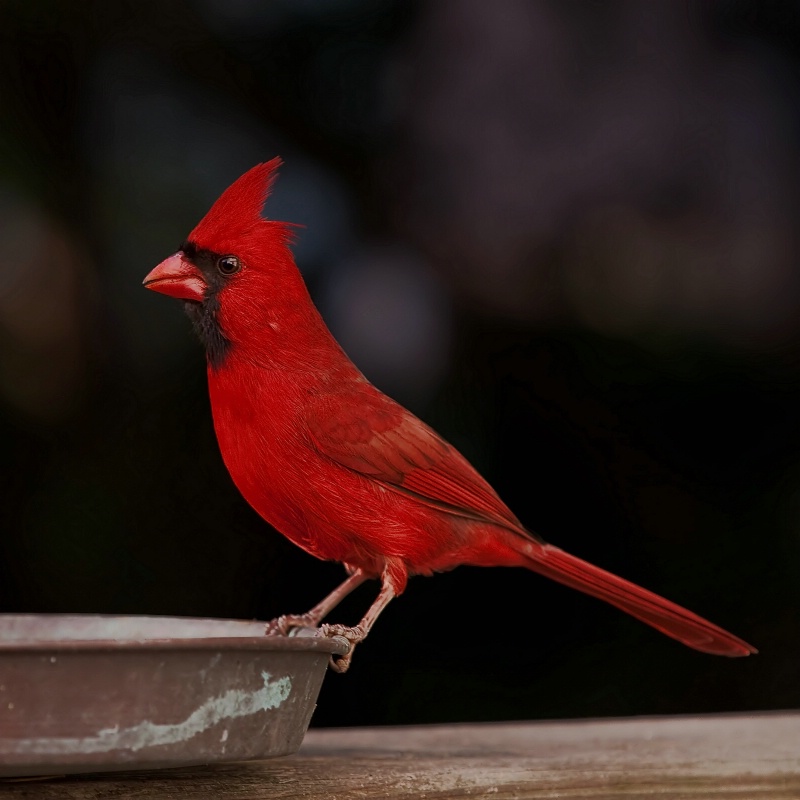 Romeo, male cardinal