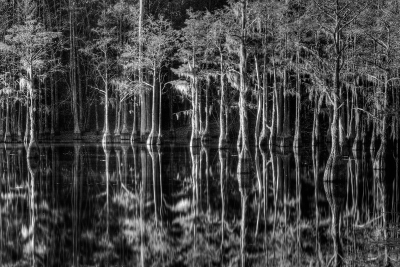 Cypress Reflections at Sunrise - ID: 9615615 © Robert A. Burns