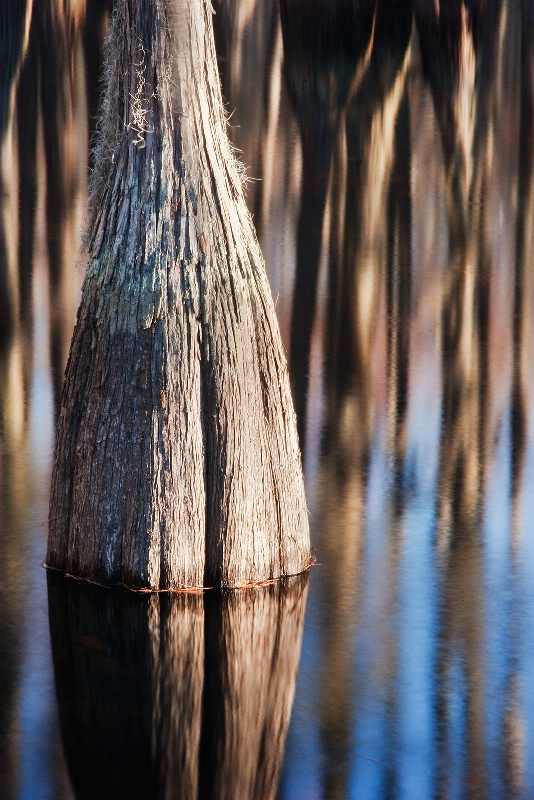 Cypress Trunk and Reflections - ID: 9615815 © Robert A. Burns