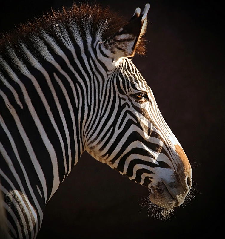 Zebra