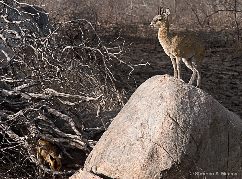 The lookout - ID: 9618781 © Stephen Mimms