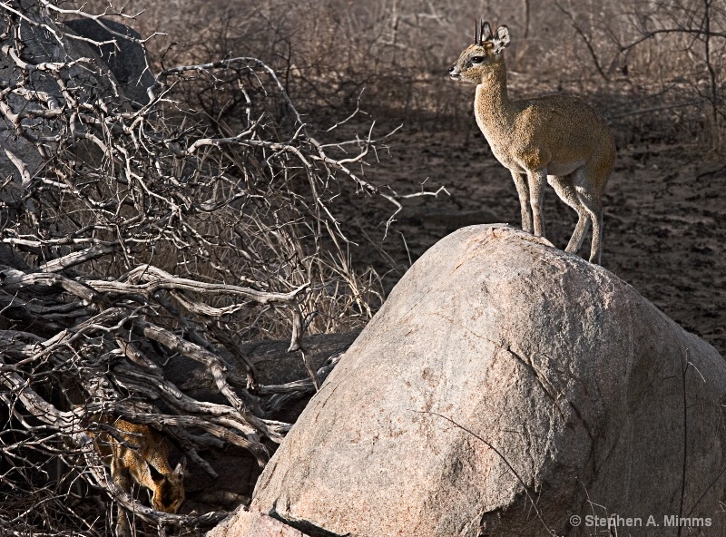 The lookout - ID: 9618781 © Stephen Mimms