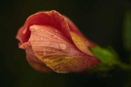 Emerging Flower