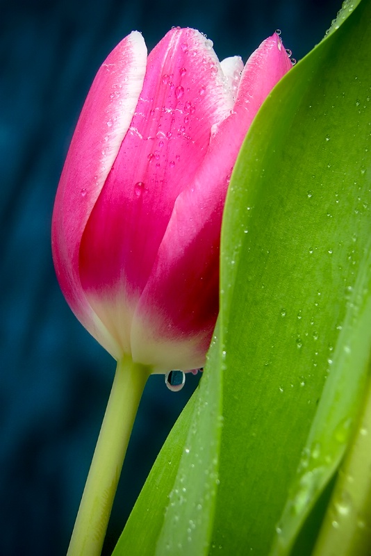 Tulip with drops