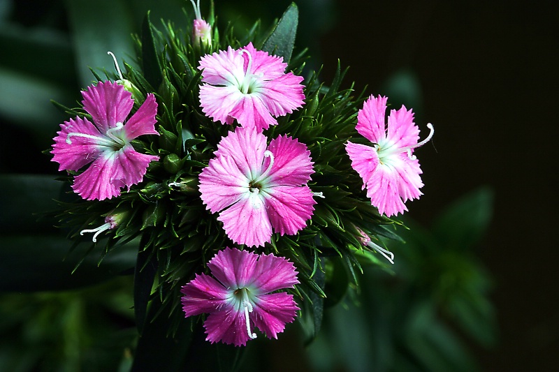 dianthus