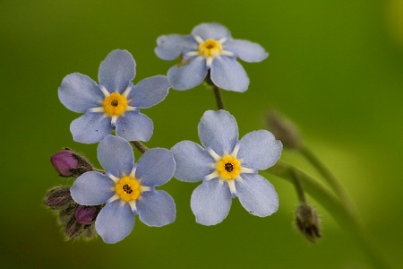 Forget me not #2