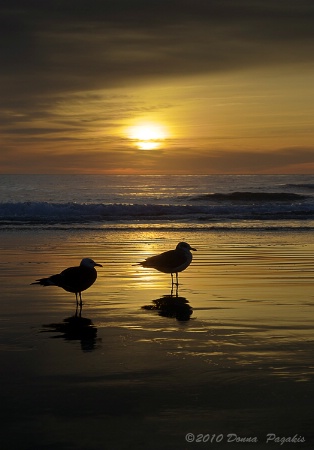 California Shorebirds 