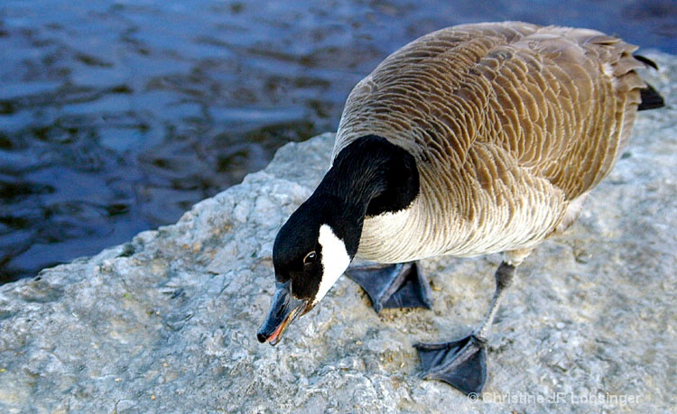 Honking For Handouts