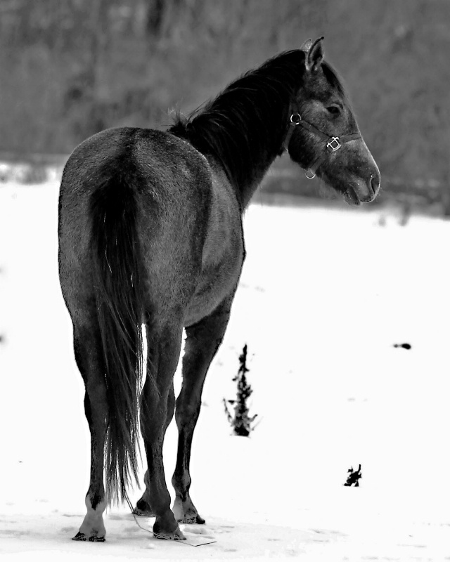 Half Mustang in Snow    10-1