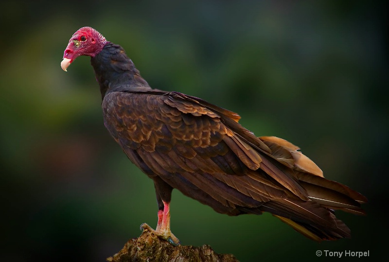 Costa Rican Buzzard