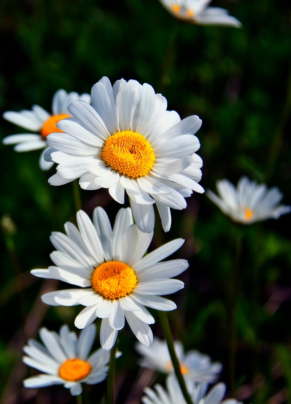 Summer Blooms