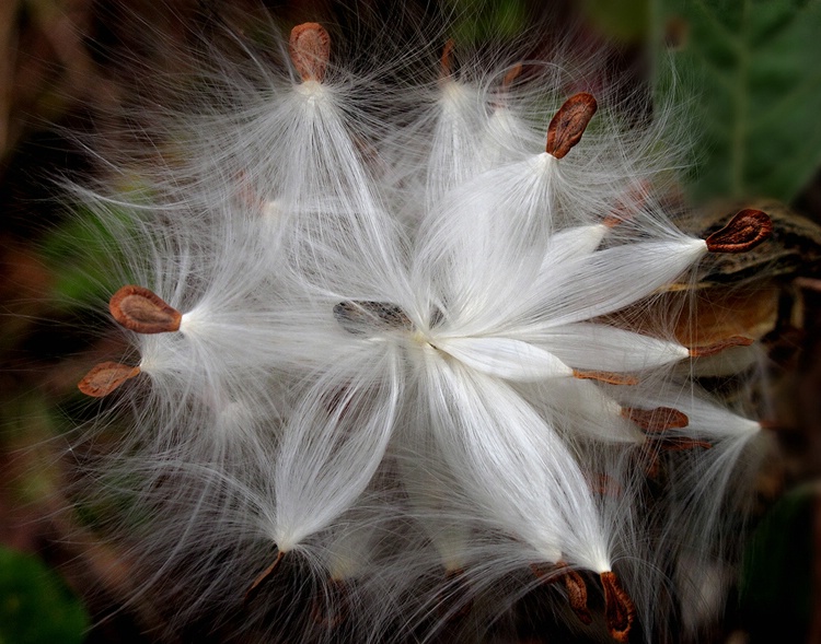 Milkweed