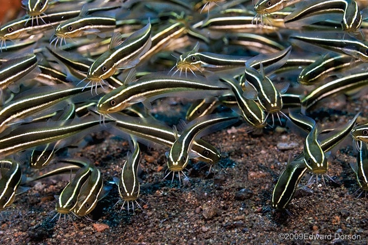 Striped Catfish - ID: 9624406 © Edward Dorson