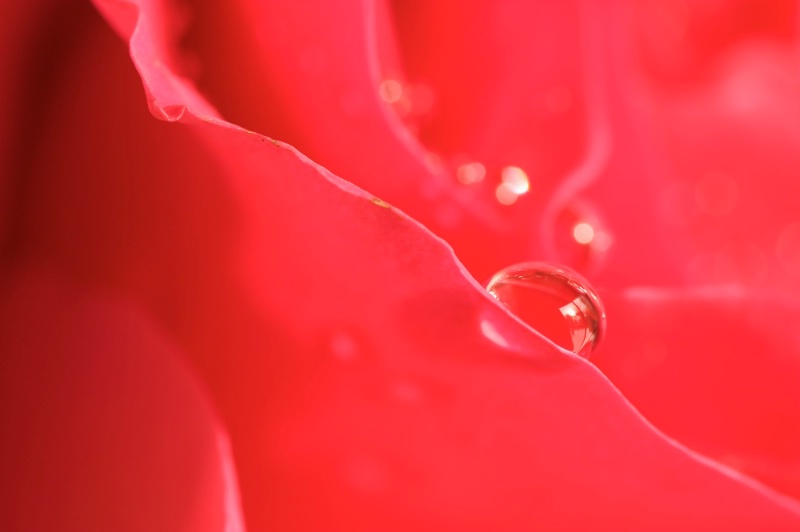 Rose Droplet