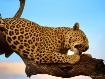 Leopard Feeding
