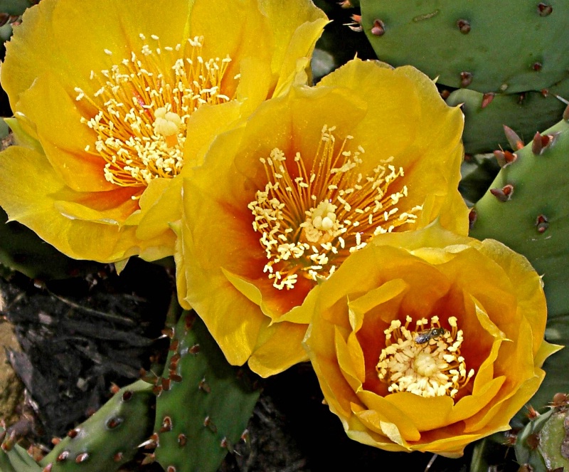 Cactus Flowers