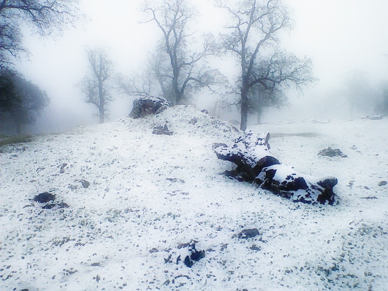 Snow in Lincoln, California!!! - ID: 9625649 © Susan M. Reynolds