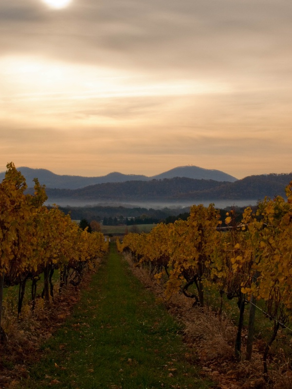 Fall at the Vineyard