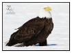 Eagle 2 