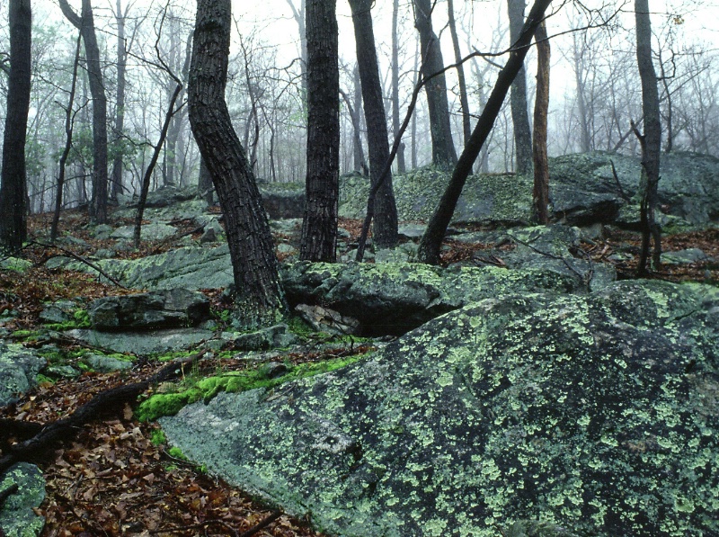 Lichens and Fog- Shenandoah Va - ID: 9627142 © Bob Miller