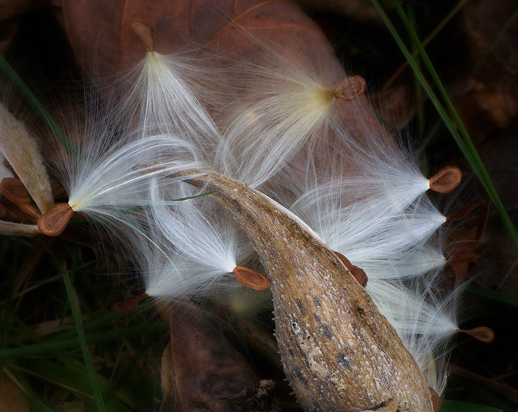 Milkweed #2