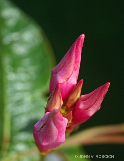 BLOOMING  BIRTH - ID: 9627734 © John V. Roscich