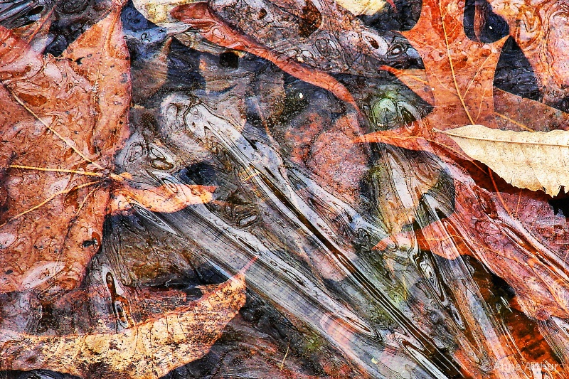 Leaves Under Frozen Water