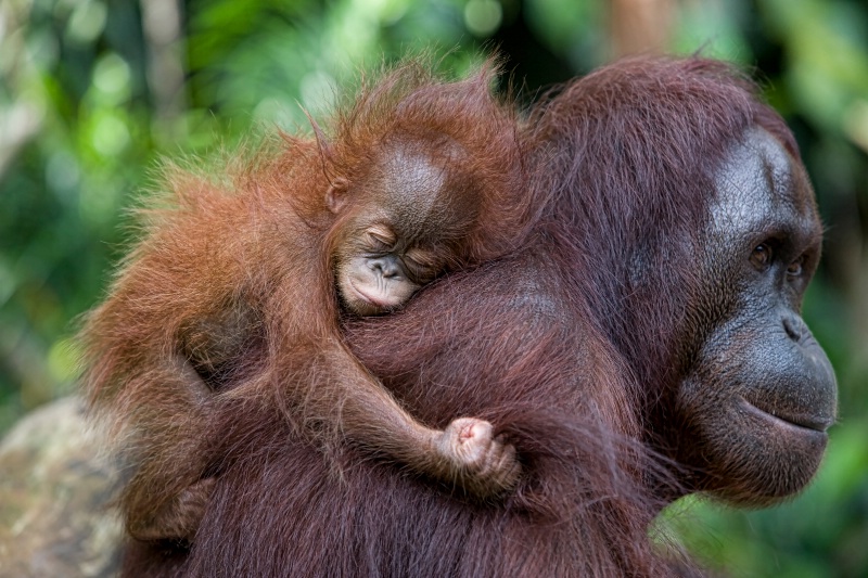 Hanging on to Mum