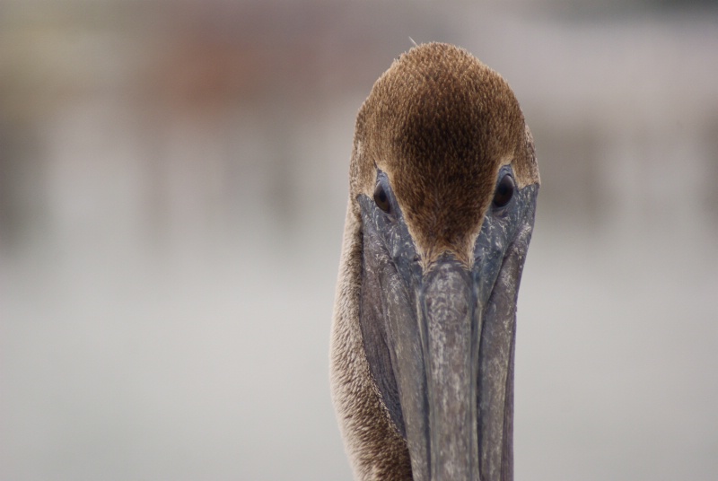 Pelican Portrait