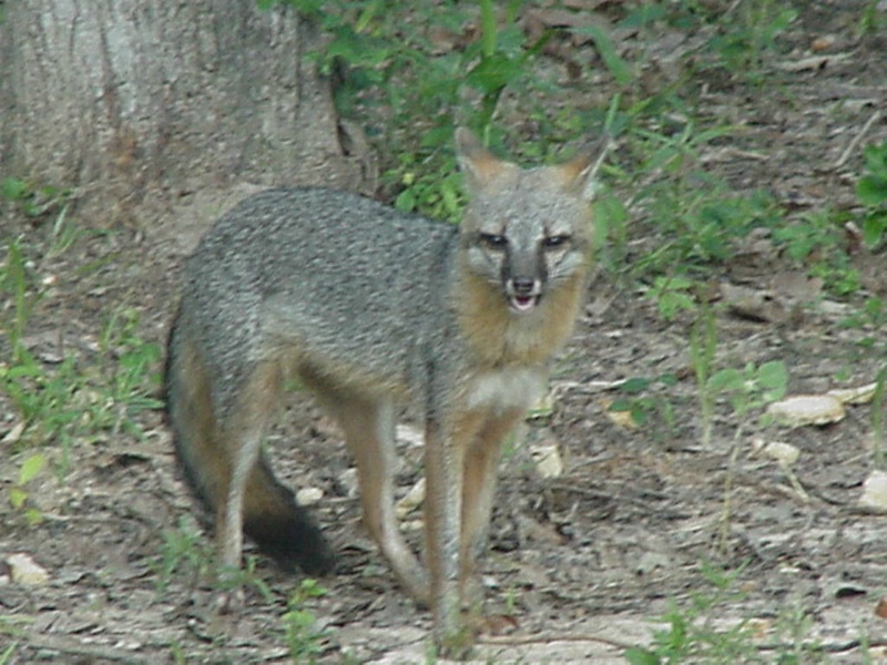 Grey Fox in my backyard
