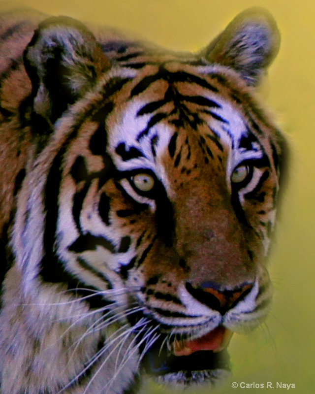 Le Tigre - ID: 9630010 © Carlos R. Naya