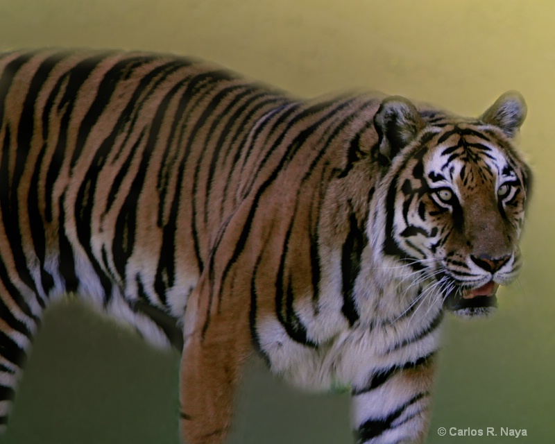 Le Tigre II - ID: 9630011 © Carlos R. Naya