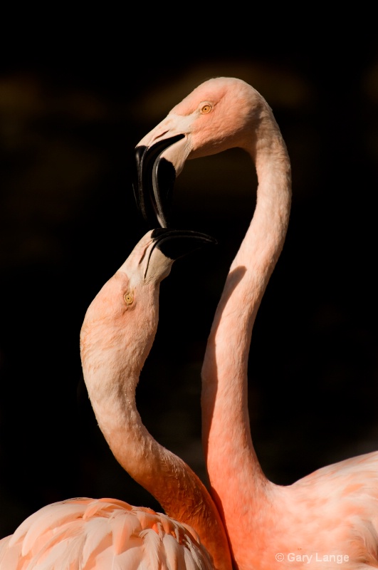 2 Flamingoes