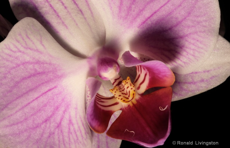 Pink Orchid - ID: 9630611 © Ron Livingston