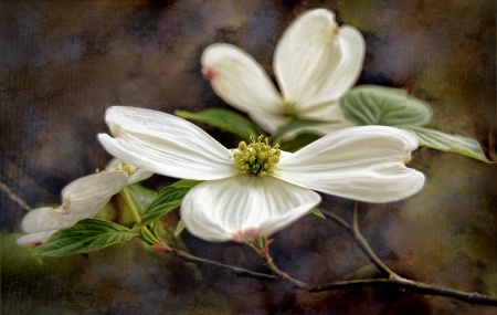 Dogwood