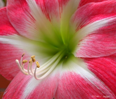 Amaryllis