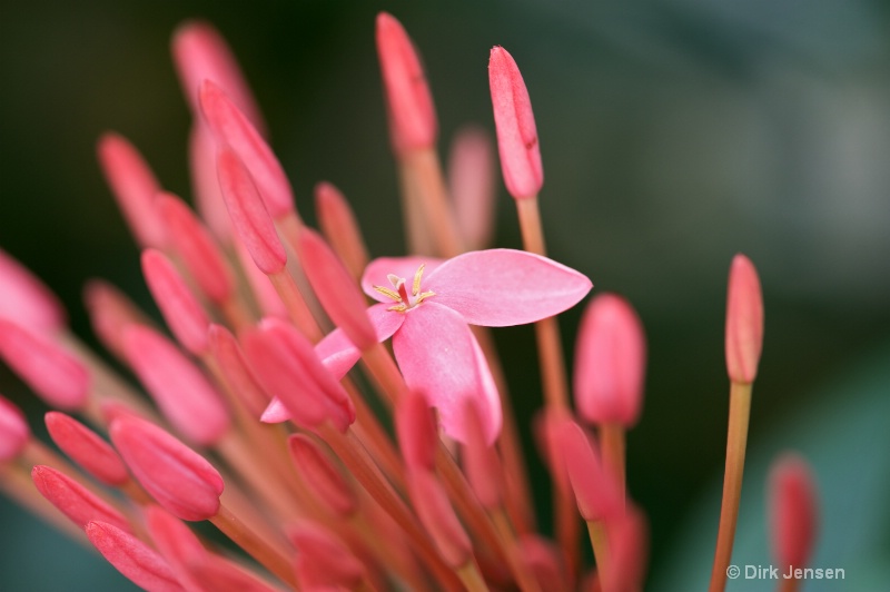 Pink Flower, Baru, Costa Rica