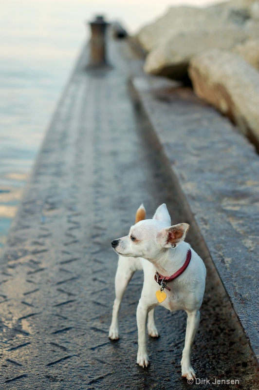 Dog by the Lake, Chicago